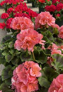 Geraniums